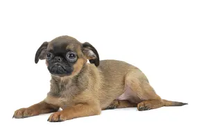 Brabancon: Dog Small Brabant Griffon / Petit Brabancon puppy