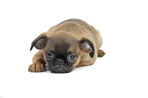 Brabancon: Dog Small Brabant Griffon / Petit Brabancon puppy