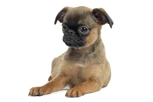 Brabancon: Dog Small Brabant Griffon / Petit Brabancon puppy
