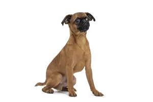 Brabancon: Dog Small Brabant Griffon / Petit Brabancon puppy