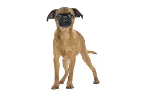 Brabancon: Dog Small Brabant Griffon / Petit Brabancon puppy