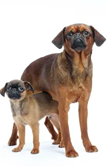 Brabancon: Dog Small Brabant Griffon / Petit Brabancon with puppy