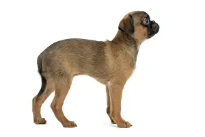 Brabancon: Dog Small Brabant Griffon / Petit Brabancon puppy