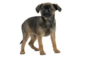 Brabancon: Dog Small Brabant Griffon / Petit Brabancon puppy