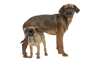 Brabancon: Dog Small Brabant Griffon / Petit Brabancon with puppy