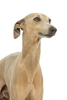Greyhounds: Dog - Small Italian Greyhound - in studio