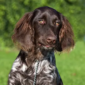 Munsterlander: Dog - Small Munsterlander