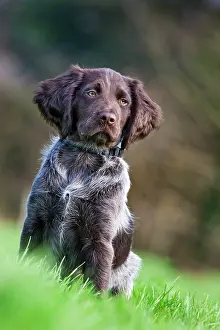 Munsterlander: Dog - Small Munsterlander 
