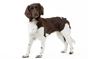 Munsterlander: Dog - Small Munsterlander