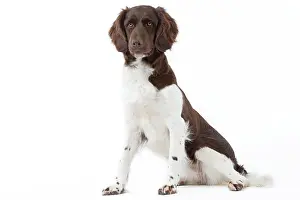 Munsterlander: Dog - Small Munsterlander