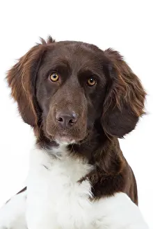 Munsterlander: Dog - Small Munsterlander