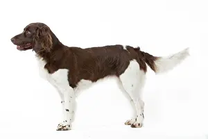 Munsterlander: Dog - Small Munsterlander