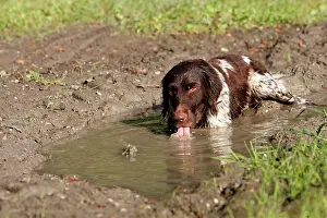 Puddles: Dog - Small Munsterlander - drinking water from puddle
