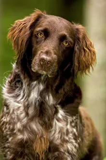 Munsterlander: Dog - Small Munsterlander (Kleiner Munsterlander)