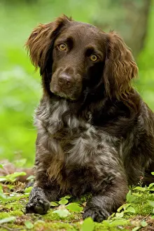 Munsterlander: Dog - Small Munsterlander (Kleiner Munsterlander)