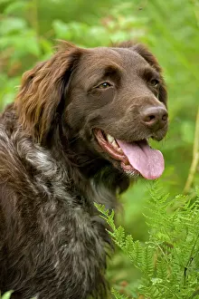 Munsterlander: Dog - Small Munsterlander (Kleiner Munsterlander)