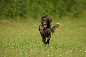 Munster: Dog - Small Munsterlander (Kleiner Munsterlander)