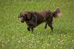 Munster: Dog - Small Munsterlander (Kleiner Munsterlander)
