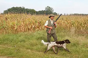 Guns: Dog - Small Munsterlander - being used as gundog with man