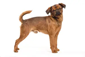 Brussels: Dog - Smooth Brussels Griffon / Petit Brabancon