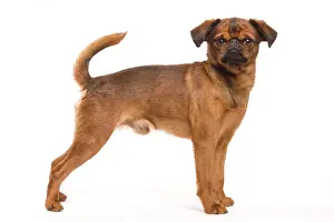 Brussels: Dog - Smooth Brussels Griffon / Petit Brabancon