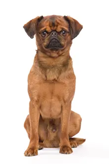 Brussels: Dog - Smooth Brussels Griffon / Petit Brabancon