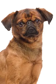 Brussels: Dog - Smooth Brussels Griffon / Petit Brabancon