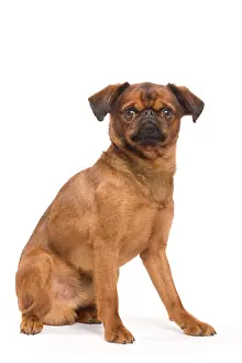 Brussels: Dog - Smooth Brussels Griffon / Petit Brabancon