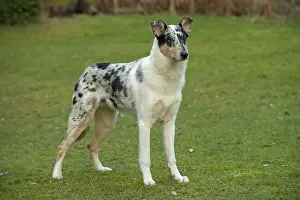 Smooth: DOG. Smooth Collie