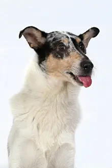 110420: DOG. Smooth Collie, head & shoulders, face