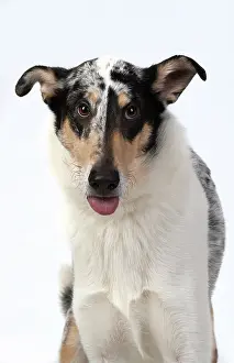 110420: DOG. Smooth Collie, head & shoulders, face
