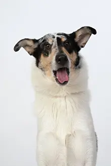 110420: DOG. Smooth Collie, head & shoulders, face