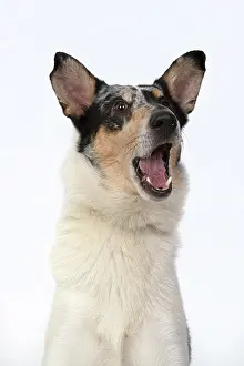 110420: DOG. Smooth Collie, head & shoulders, face