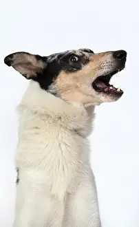 110420: DOG. Smooth Collie, head & shoulders, face