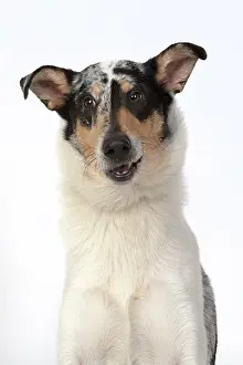 110420: DOG. Smooth Collie, head & shoulders, face