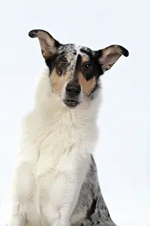 110420: DOG. Smooth Collie, head & shoulders, face