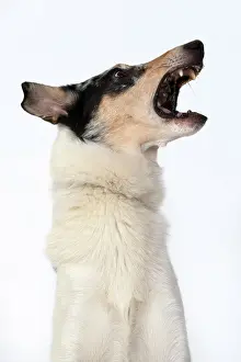 Speaking: DOG. Smooth Collie, head & shoulders, face