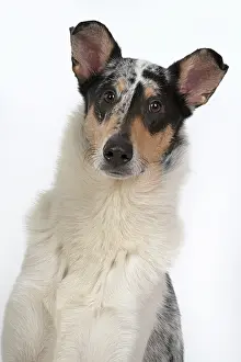 110420: DOG. Smooth Collie, head & shoulders, face