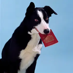 Passport: DOG - Smooth Collie holding passport