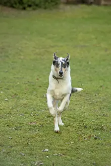 Smooth: DOG. Smooth Collie, running to camera