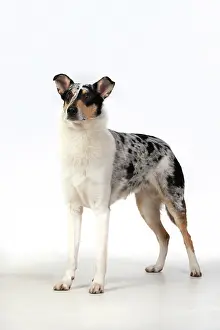 110420: DOG. Smooth Collie, standing, studio, white background