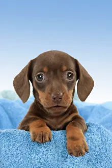 Cute Puppies By John Daniels: Dog - Smooth haired Dachshund