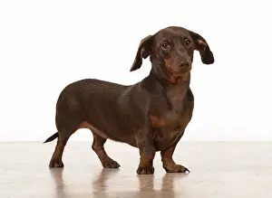 Dachshund: Dog Smooth-haired Dachshund