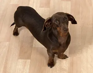 Dachshund: Dog Smooth-haired Dachshund