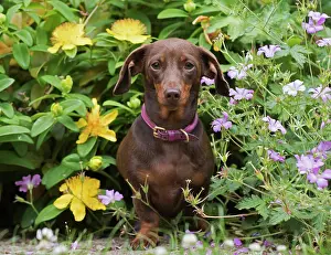 Dachshund: Dog Smooth-haired Dachshund