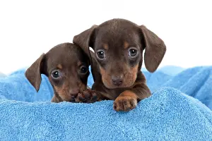 Cute Puppies By John Daniels: DOG - Smooth haired dachshund puppies looking over