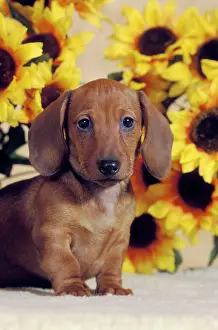 Nervous: Dog - Smooth-haired Dachshund puppy, portrait standing
