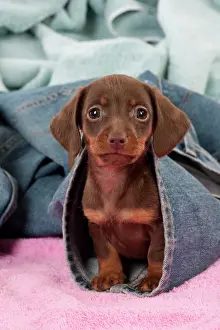 Jeans: DOG - Smooth haired dachshund puppy sitting in