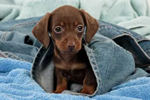 Jeans: DOG - Smooth haired dachshund puppy sitting in