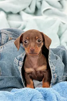 Jeans: DOG - Smooth haired dachshund puppy sitting in